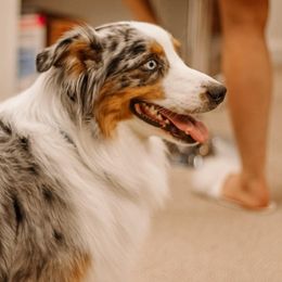 Australian Shepherds from Big Spring Aussies