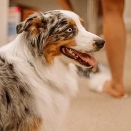 Australian Shepherds from Big Spring Aussies