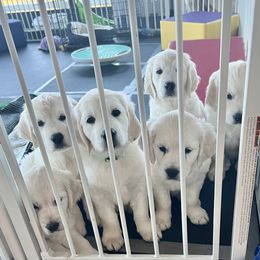 Golden Retriever Puppies from Huckaby’s English Golden Retrievers