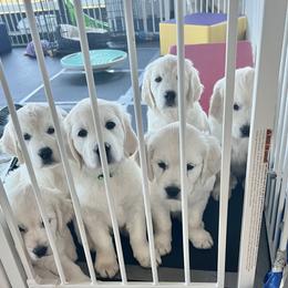 Golden Retriever Puppies from Huckaby’s English Golden Retrievers