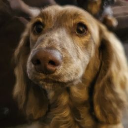 Dachshunds from Willow Moons Dachshunds