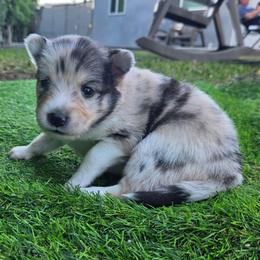 Pebbles - Merle female Pomsky puppy in La/Oc, California from SoCal Pomskies LLC