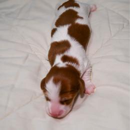 Spot. AKC PRA Clear - Piebald male Dachshund puppy in Miami, Florida from Maitime Dachshund