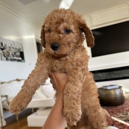 Goldendoodle Puppies from Ankeny Doodles