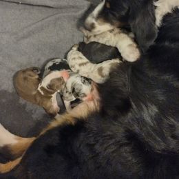 Australian Shepherd Puppies from Ramos Standards