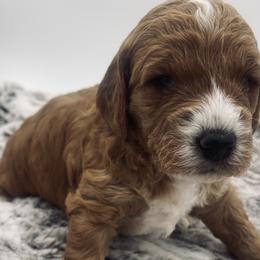Goldendoodle Puppies from Graystone Doodles