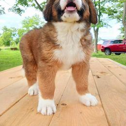 Companion Cross and Saint Bernard Puppies from Coleman Saint Bernards of Ohio