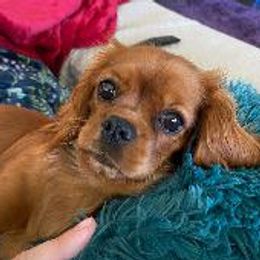 Mango - Cavalier King Charles Spaniel