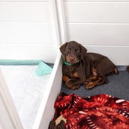 Green collar male - Red and rust male Doberman Pinscher puppy in Madison, Indiana from Jensen Dobermans and Dachshunds