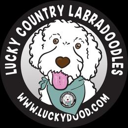 Miss Light Pink - Chocolate female Australian Labradoodle puppy in Wake Forest, North Carolina from Lucky Country Labradoodles