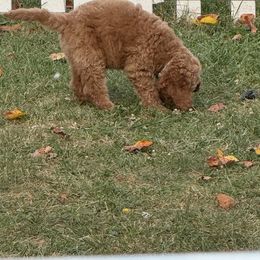Poodle Puppies from Lisa Riley