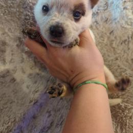 Cricket - Red mottled male Australian Cattle Dog puppy in Mena, Arkansas from Red Desert Australian Cattle Dogs