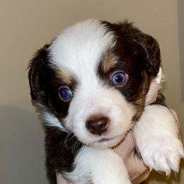 Cinnamon - Red & white female Toy Australian Shepherd puppy in Princeton, Louisiana from Legacy Hill Aussies