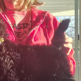 Havanese and Poodles from Ali-Ann Standard Poodles