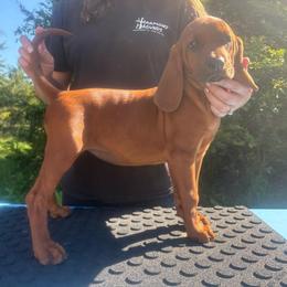 Bambi - Red female Redbone Coonhound puppy in Mount Pleasant, Texas from Harmons Hounds