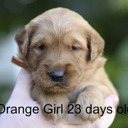 Orange Girl - Dark golden female Golden Retriever puppy in Gonzales, Louisiana from True Grit Golden Retrievers
