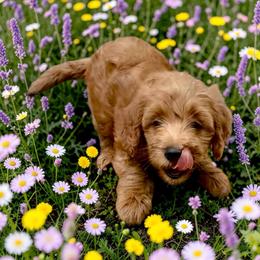Bernedoodle and Goldendoodle Puppies from Paws 4 Doodles, LLC