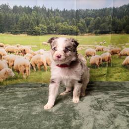 Daisy - White and red merle female Border Collie puppy in Avilla, Indiana from Borderline Kennels