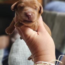 Copper - Red male Cavapoo puppy in Mocksville, North Carolina from Hunting Creek Farms