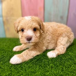Goldie - Wheaten female Miniature Schnauzer puppy in Lufkin, Texas from C&K’s Schnauzer House
