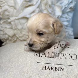 Harbin - Silver beige male Maltipoo puppy in Weatherford, Texas from Aprishew Maltipoo