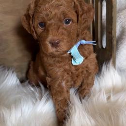 Clover - Red  male Goldendoodle puppy in Decatur, Texas from Scherrer Sweet Goldendoodles