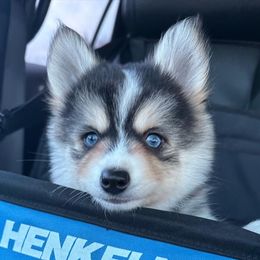 Pomsky Puppies from Midnight Sun Pomskies
