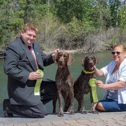 German Shorthaired Pointer All Grown Up from Majestik Kennels