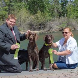 German Shorthaired Pointer All Grown Up from Majestik Kennels