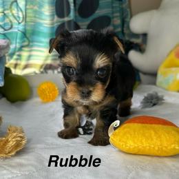 Rubble - Black and tan male Yorkshire Terrier puppy in Ashland, Kentucky from Yorkie Paw