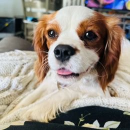 Polly - Cavalier King Charles Spaniel