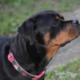 Rottweiler Puppies from Von Gottlich Rott