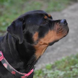 Rottweiler Puppies from Von Gottlich Rott