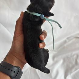 Summit - Black and tan male Dachshund puppy in Orem, Utah from Miekca’s Dachshunds