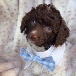 Poodle puppies from C&W Signature Canine Co.