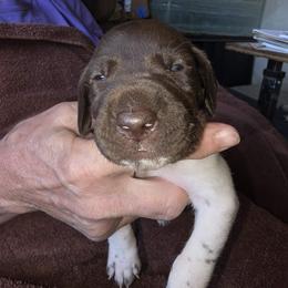 Blue Boy 7 - White and liver male German Shorthaired Pointer puppy in Lindsay, California from Dori's Danes