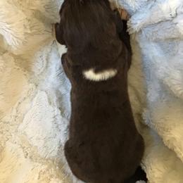 Piper - Brown male Newfoundland puppy in Dalton, Ohio from Newfforu