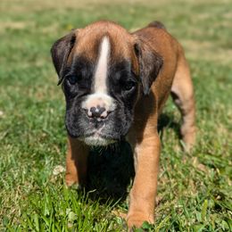 Boy 2 - Boxer puppy from Vista Hill Boxers