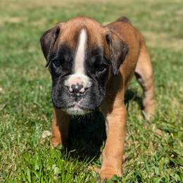 Boy 2 - Boxer puppy from Vista Hill Boxers