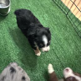 Lilly - Black tri female Miniature Australian Shepherd puppy in Reidsville, North Carolina from Cherry Grove Kennel