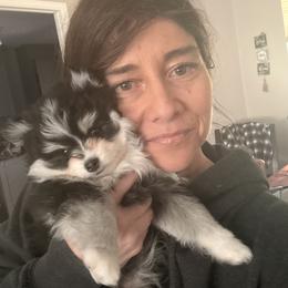 Pomsky Puppies from Nehalem Pomskies