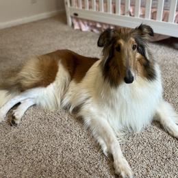 RAINE - Collie