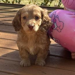 Girl 2 - Cream female Dachshund puppy in Rio, Wisconsin from Three K Miniature Dachshunds