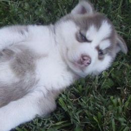 Siberian Huskies from Walker Huskies