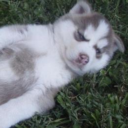 Siberian Huskies from Walker Huskies