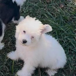 White with cream puff - Cream male Chinese Crested puppy in Rockvale, Tennessee from Cosmic Chinese Cresteds & Wind-Echo Poodles