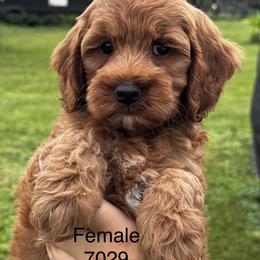 Daisie - Red  female Goldendoodle puppy in Arcadia, Florida from KnuDawn Goldendoodles