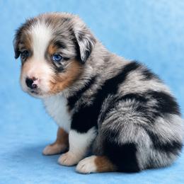 Shadow - Blue merle male Australian Shepherd puppy in Marshall, Virginia from Aussie Tales Farm