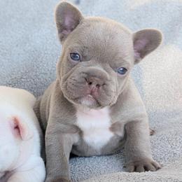 Ritter - Liver male French Bulldog puppy in Fort Atkinson, Wisconsin from Bishop Bullyz