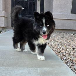 Tanjiro - Black and white male Siberian Husky puppy in Buckeye, Arizona from Anime Huskies